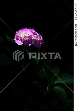 The hydrangeas are beautiful 115235424