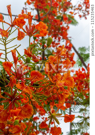 Peacock's crest or Pride of Barbados Peacock's crest or Pride of Barbados 115235463