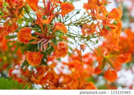 Peacock's crest or Pride of Barbados Peacock's crest or Pride of Barbados 115235465
