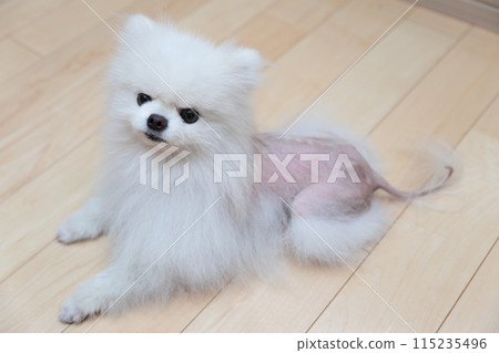 Alopecia X (hair loss X), a disease in Pomeranians Alopecia X (hair loss X), a disease in Pomeranians 115235496