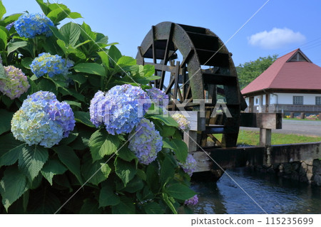 Hydrangeas at Yasunami Waterwheel Village in early summer (Shimanto City, Kochi Prefecture) Hydrangeas at Yasunami Waterwheel Village in early summer (Shimanto City, Kochi Prefecture) 115235699