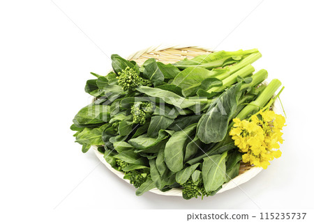 托盤中的春菜油菜花_白色背景 115235737