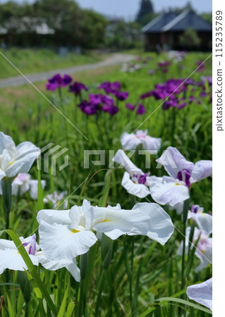 鳶尾花~初夏漫步蜻蜓自然公園(高知縣四萬十市) 鳶尾花~初夏漫步蜻蜓自然公園(高知縣四萬十市) 115235789