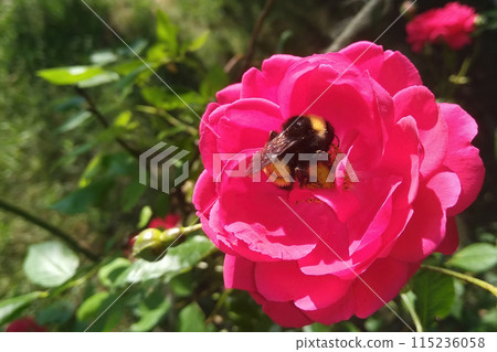 A bumblebee collects nectar from a red rose. A bumblebee collects nectar from a red rose. 115236058