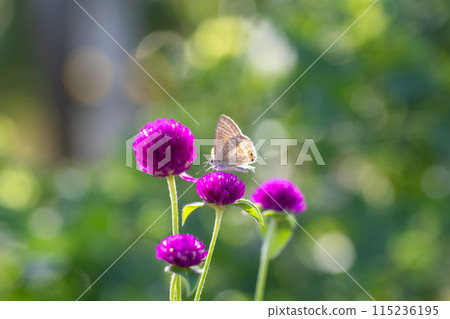 千日前港特寫 115236195