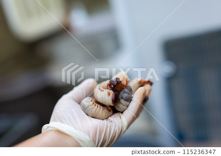 Beetle breeding - mat replacement Beetle breeding - mat replacement 115236347