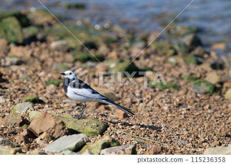 海灘上覓食的黑背鶺鴒 115236358