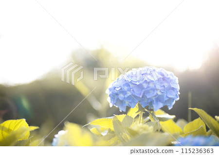 Beautiful hydrangea in full bloom 115236363