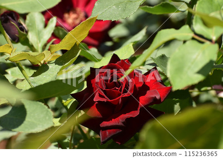 Crimson Spring Rose 115236365