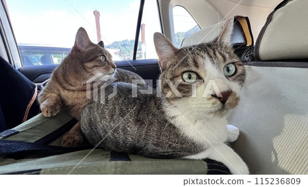 A brown tabby cat and a brown tabby cat taking a rest at Yokokawa Service Area A brown tabby cat and a brown tabby cat taking a rest at Yokokawa Service Area 115236809