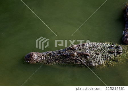 Close up salt crocodile is show head in river 115236861