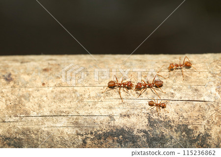Close up red ant on tree in nature background at thailand Close up red ant on tree in nature background at thailand 115236862