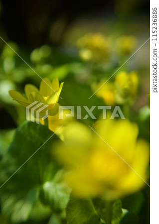 After winter, spring comes and you can encounter the marsh marigold flowers, whose flower language is "the happiness of meeting you." 115236886