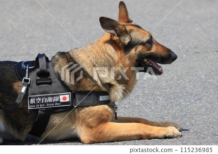 A guard dog lying down and waiting - A guard dog training demonstration 115236985