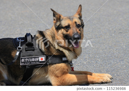 護衛犬面朝下等候護衛犬訓練展 115236986