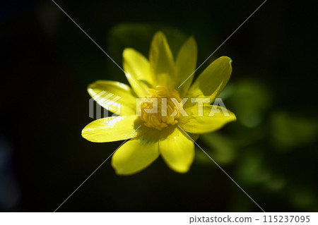 After winter, spring comes and you can encounter the marsh marigold flowers, whose flower language is "the happiness of meeting you." 115237095