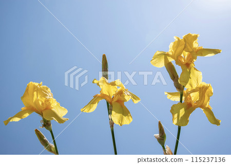 A close-up view of vibrant yellow iris flowers blooming against a bright blue summer sky A close-up view of vibrant yellow iris flowers blooming against a bright blue summer sky 115237136