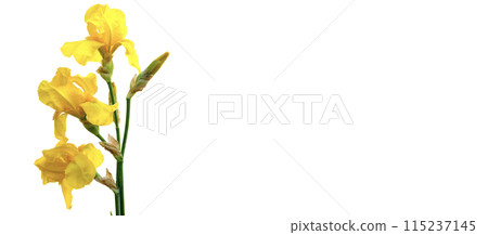 A single stem of yellow iris flowers with buds, isolated on a white background. The flowers are in full bloom and the buds are closed. The stem is green and the leaves are long and narrow 115237145