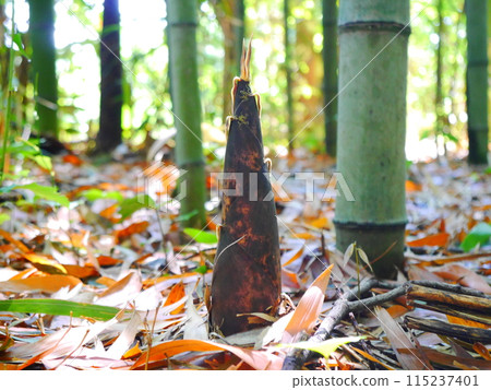 Bamboo forest: picking bamboo shoots Bamboo forest: picking bamboo shoots 115237401
