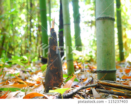 Bamboo forest: picking bamboo shoots 115237403