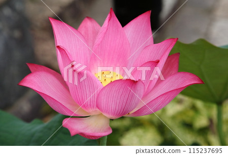 Lotus flower [Uji City, Kyoto Prefecture] 115237695