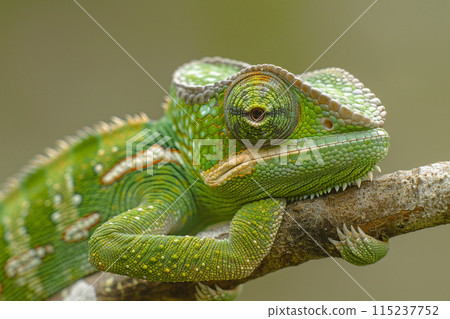 Green chameleon, a colorful lizard, camouflaged on a branch in nature, with exotic eyes and detailed scales, close-up Green chameleon, a colorful lizard, camouflaged on a branch in nature, with exotic eyes and detailed scales, close-up 115237752