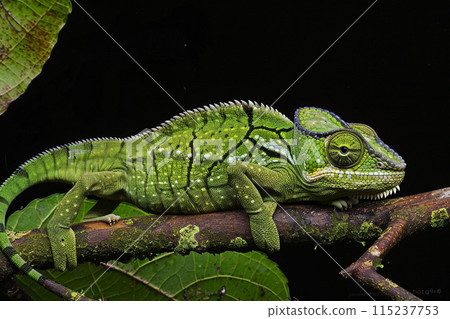 Green lizard perched on a tree branch in its natural habitat, showcasing its vibrant scales and curious expression Green lizard perched on a tree branch in its natural habitat, showcasing its vibrant scales and curious expression 115237753