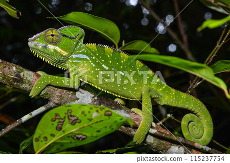 Green lizard and chameleon on a tree branch, showcasing nature's colorful reptiles in a close-up view 115237754