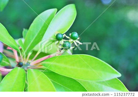 Green cabbage fruit (spring, May) 115237772