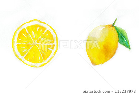 檸檬和檸檬片擺放在白色水彩背景前。 檸檬和檸檬片擺放在白色水彩背景前。 115237978