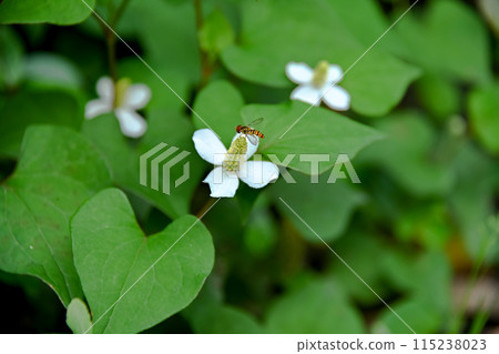 White dokudami flowers White dokudami flowers 115238023