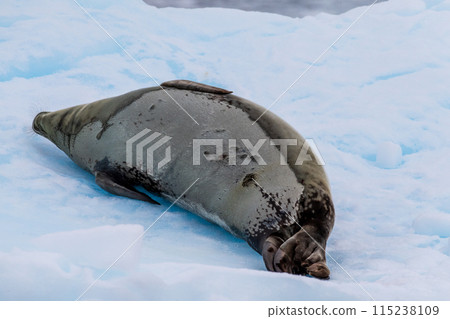 Close-up of a Weddell seal 115238109