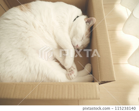 棕色的貓在盒子裡小睡 棕色的貓在盒子裡小睡 115238140