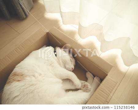 Brown and white cat taking a nap in a box Brown and white cat taking a nap in a box 115238146