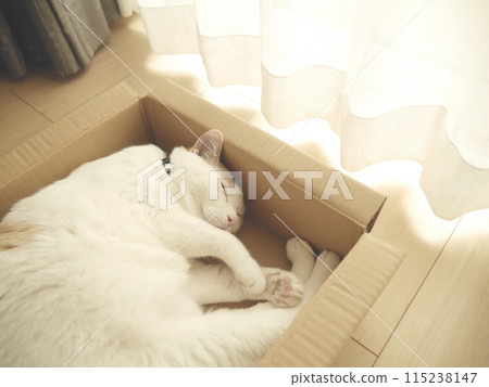Brown and white cat taking a nap in a box Brown and white cat taking a nap in a box 115238147