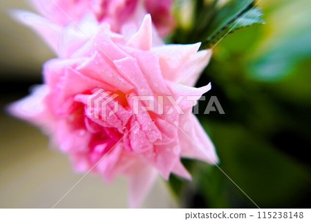 Pink mini-roses Pink mini-roses 115238148