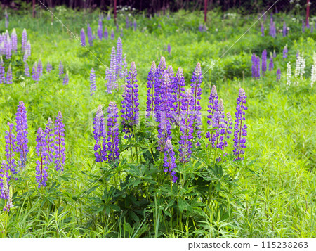 Lupine, purple wildflowers - flowers grow in the form of a bush in nature against the background of a green forest and field, lawn 115238263