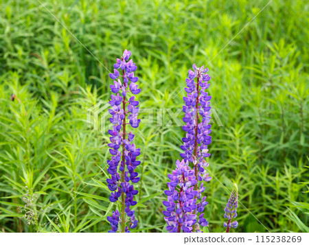 Lupine, purple wildflowers, plants, bushes grow in nature against the background of green forests, fields, meadows and lawns 115238269