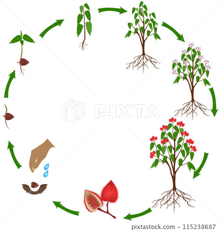 Life cycle of a bixa orellana or anatto plant on a white background. 115238687