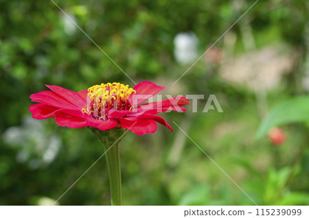 Side view of red color lily flower with customizable space for text or message Side view of red color lily flower with customizable space for text or message 115239099