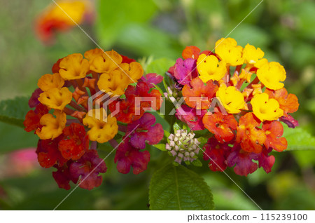 Close up view of colorful flowers with blur garden background. Flora concept Close up view of colorful flowers with blur garden background. Flora concept 115239100