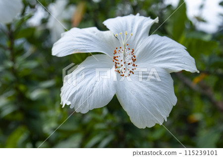 Close up of white hibiscus. Flora concept Close up of white hibiscus. Flora concept 115239101