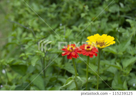 Close up view of yellow and red flowers with customizable space for text or message. Flora concept. 115239125