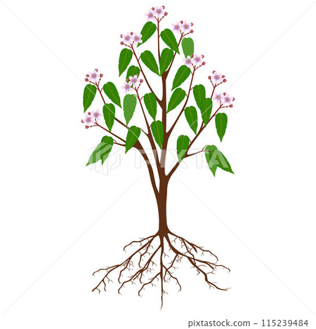 Bixa orellana or anatto tree with flowers on a white background. 115239484
