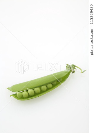 豌豆粒 115239489