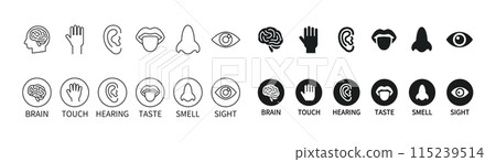 Icon set of the five human senses and the brain (sight, hearing, taste, touch, smell) Icon set of the five human senses and the brain (sight, hearing, taste, touch, smell) 115239514