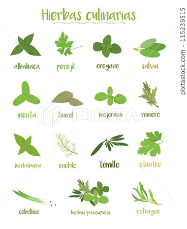 Set of 15 different culinary herbs in cartoon style. Spanish names. Set of 15 different culinary herbs in cartoon style. Spanish names. 115239515