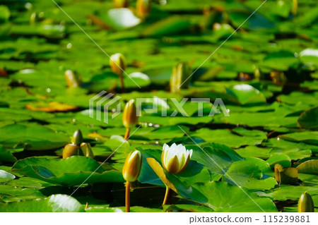 White water lily flower White water lily flower 115239881