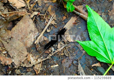Black caterpillar Black caterpillar 115239889