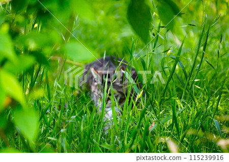 A cat hiding in the grass A cat hiding in the grass 115239916